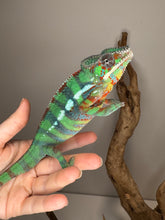 Load image into Gallery viewer, juvenile Ambilobe Panther Chameleon showing texture and early coloration