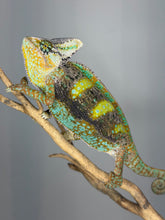 Load image into Gallery viewer, Close-up of a male Veiled Chameleon highlighting unique patterning and healthy scales