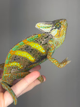 Load image into Gallery viewer, Detailed view of the bright green coloration and pattern of a male Veiled Chameleon