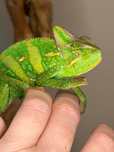Load image into Gallery viewer, Juvenile Veiled Chameleon climbing a branch in its enclosure