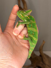 Load image into Gallery viewer, Close-up of juvenile Veiled Chameleon’s head highlighting unique markings