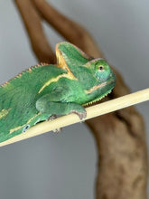 Load image into Gallery viewer, Close-up of a gentle juvenile female Veiled Chameleon with alert, curious eyes