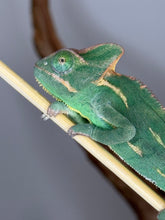 Load image into Gallery viewer, Side profile of a relaxed juvenile female Veiled Chameleon showing vibrant colors