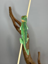 Load image into Gallery viewer, Calm juvenile female Veiled Chameleon perched on a stick, displaying friendly behavior