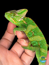 Load image into Gallery viewer, Juvenile Veiled Chameleon showing front view with bright patterning