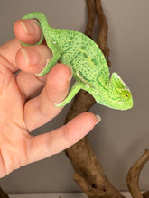 Load image into Gallery viewer, Juvenile male Veiled Chameleon exploring its enclosure, showing lively personality.