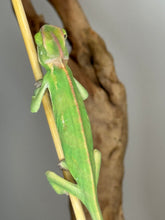 Load image into Gallery viewer, Juvenile male Veiled Chameleon climbing a branch, showing playful and curious personality
