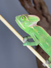 Load image into Gallery viewer, Close-up of a colorful juvenile male Veiled Chameleon with alert eyes