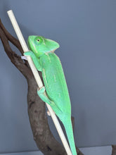 Load image into Gallery viewer, Close-up of a colorful juvenile male Veiled Chameleon with alert expression