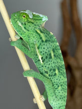Load image into Gallery viewer, Vibrant color pattern of juvenile male Veiled Chameleon, highlighting its unique markings.