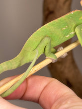 Load image into Gallery viewer, Close-up of juvenile male Veiled Chameleon’s foot showing the characteristic male spur