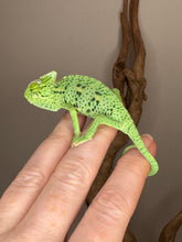 Load image into Gallery viewer, Hand-raised juvenile male Veiled Chameleon being gently handled, demonstrating friendliness.
