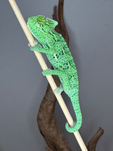 Load image into Gallery viewer, Juvenile male Veiled Chameleon perched on a branch, showing natural climbing behavior