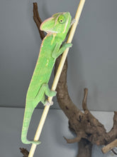 Load image into Gallery viewer, Side profile of a vibrant juvenile male Veiled Chameleon showing bright colors