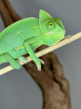 Load image into Gallery viewer, Side profile of a vibrant juvenile male Veiled Chameleon