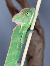 Load image into Gallery viewer, Juvenile male Veiled Chameleon perched on a stick, displaying calm and friendly behavior