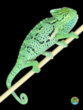 Load image into Gallery viewer, Side profile of juvenile male Veiled Chameleon highlighting its striking pattern and healthy posture.