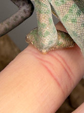 Load image into Gallery viewer, Profile view of the last Veiled Chameleon, perfect for observing size and shape