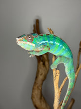 Load image into Gallery viewer, Active juvenile Ambilobe Panther Chameleon exploring enclosure branch.