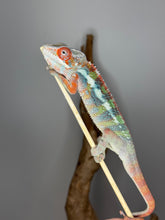 Load image into Gallery viewer, Vivid red Ambilobe Panther Chameleon perched on branch under natural light