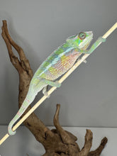 Load image into Gallery viewer, Vibrant pet chameleon juvenile with calm expression on stick