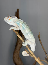 Load image into Gallery viewer, Ambilobe chameleon male perched with developing blue bars
