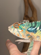 Load image into Gallery viewer, Close-up of Ambilobe panther chameleon male with blue barring
