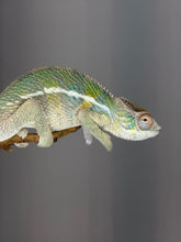 Load image into Gallery viewer, Young Ambilobe Panther Chameleon developing rich yellow and orange coloration.