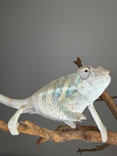 Load image into Gallery viewer, Young male Ambilobe Panther Chameleon with sunny yellow coloration and developing red rain.