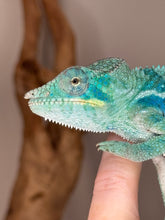 Load image into Gallery viewer, Juvenile Ambanja Panther Chameleon displaying turquoise and green shades
