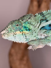 Load image into Gallery viewer, Close-up of young Ambanja Panther Chameleon’s face with hints of blue and turquoise.