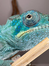 Load image into Gallery viewer, Exceptional value Ambanja Panther Chameleon showing early color potential