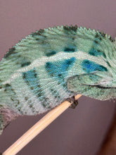Load image into Gallery viewer, Profile shot of young Ambanja Panther Chameleon from Avatar x Blue Magic bloodline.
