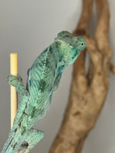 Load image into Gallery viewer, Young Ambanja Panther Chameleon with flashes of turquoise and blue on body.