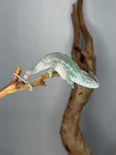 Load image into Gallery viewer, Side profile of young Ambilobe Panther Chameleon perched on natural branch