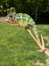 Load image into Gallery viewer, Male Panther Chameleon beginning to develop bold adult coloration