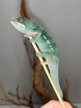 Load image into Gallery viewer, Young Ambilobe panther chameleon beginning to develop natural coloration