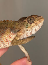 Load image into Gallery viewer, Young Ambilobe Panther Chameleon with developing rainbow color potential
