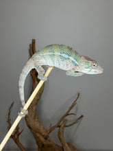 Load image into Gallery viewer, Captive-bred young male Ambilobe Panther Chameleon with outstanding color potential.