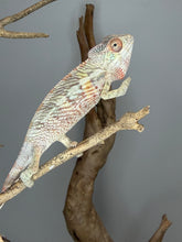 Load image into Gallery viewer, Young male Ambilobe Panther Chameleon developing bright yellow and orange coloration.