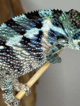 Load image into Gallery viewer, Young Ambanja Panther Chameleon perched on branch showing turquoise hues
