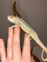 Load image into Gallery viewer, Young calm Panther Chameleon bred by FramsChams resting on hand