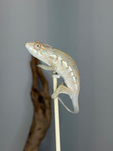 Load image into Gallery viewer, Young Female Ambanja Panther Chameleon resting on a natural branch.
