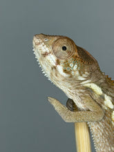 Load image into Gallery viewer, Young female Panther Chameleon displaying soft peach and cream coloration.