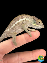 Load image into Gallery viewer, Young female Ambilobe Panther Chameleon captive bred by FramsChams