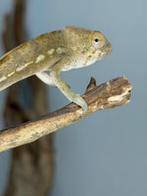 Load image into Gallery viewer, Young female Ambilobe Panther Chameleon perched naturally on a branch.