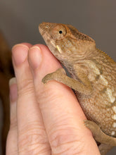 Load image into Gallery viewer, Captive-bred female Panther Chameleon available from FramsChams