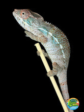 Load image into Gallery viewer, Young male Ambilobe Panther Chameleon for sale from Flash × Aslan bloodlines.