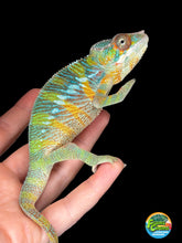 Load image into Gallery viewer, Young male Ambilobe Panther Chameleon from Flash Jr. x Aslan bloodlines