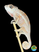 Load image into Gallery viewer, Young male Ambilobe Panther Chameleon displaying beautiful early orange and red coloration.